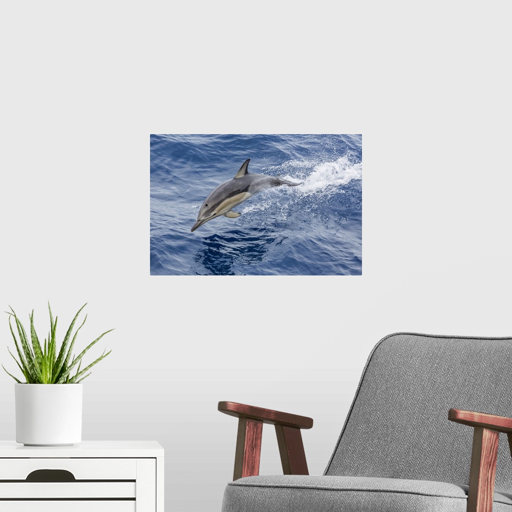 A modern room featuring Long-beaked common dolphin (Delphinus capensis) leaping near White Island, North Island, New Zeal...