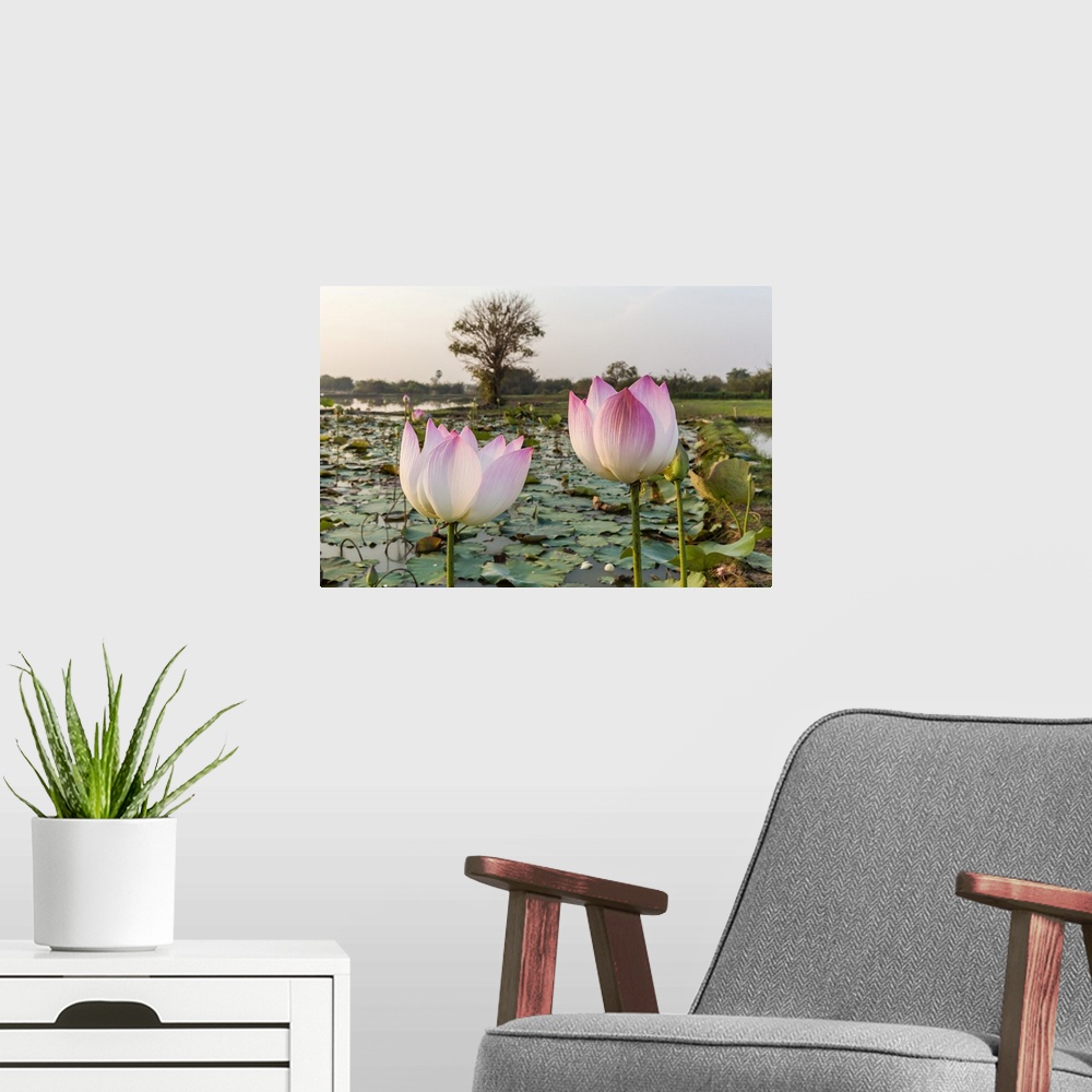 A modern room featuring Lotus flower (Nelumbo nucifera), near the village of Kampong Tralach, Cambodia, Indochina, Southe...