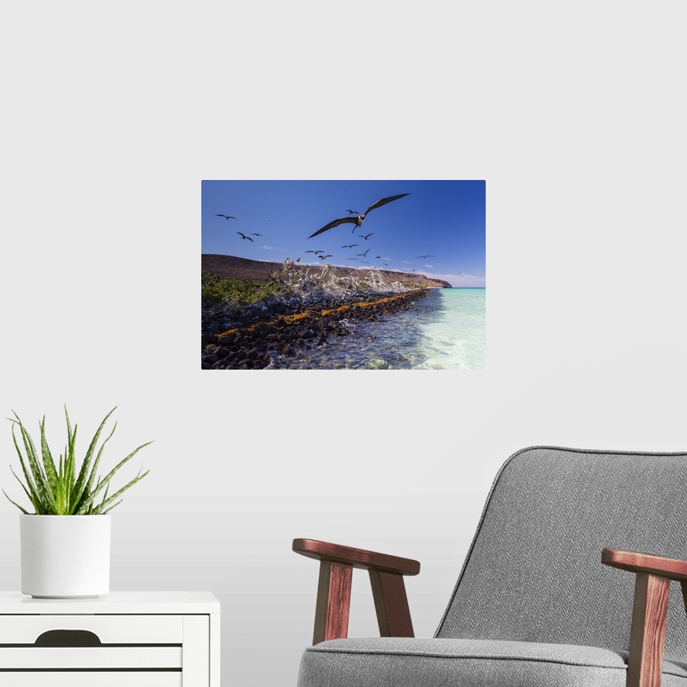 A modern room featuring Magnificent frigatebird (Fregata magnificens), breeding colony in Bahia Gabriel, Isla del Espirit...