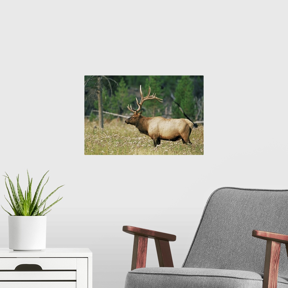 A modern room featuring Male elk, Yellowstone National Park, Wyoming