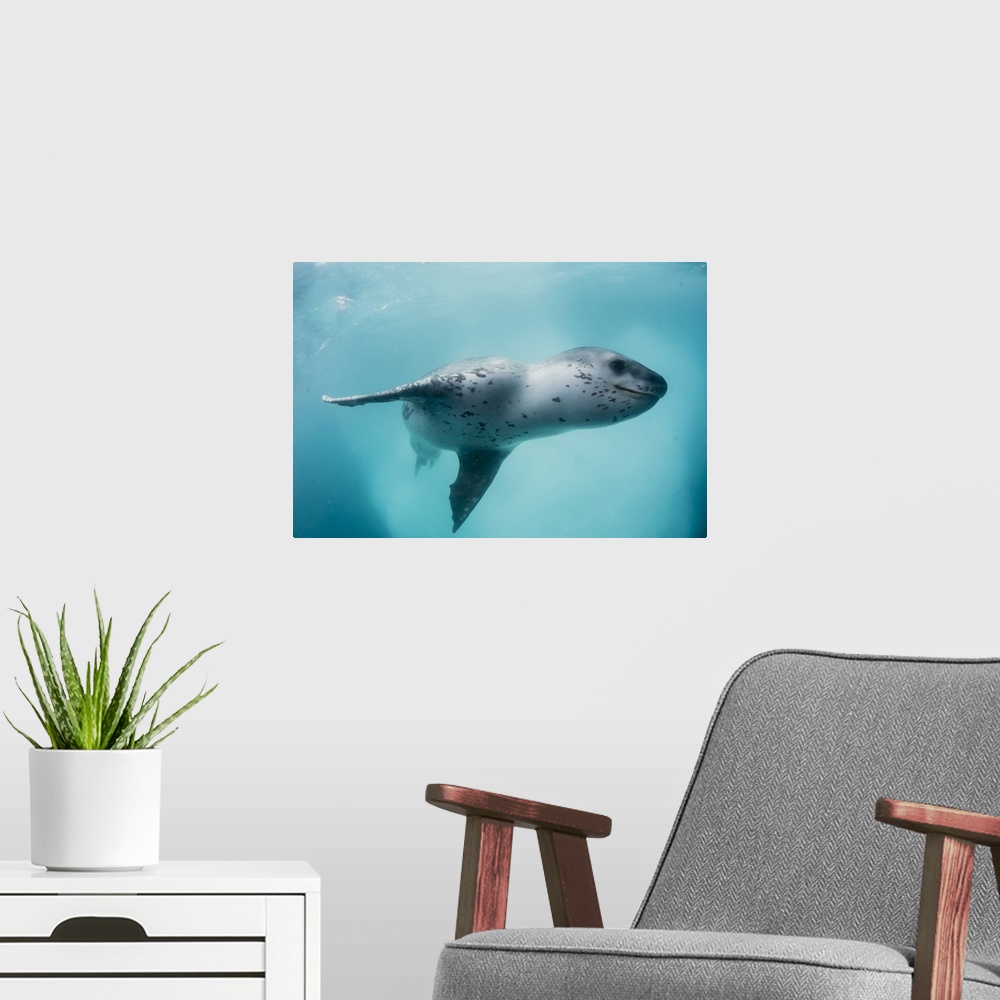 A modern room featuring A curious male leopard seal (Hydrurga leptonyx), underwater at Monroe Island, South Orkney Island...