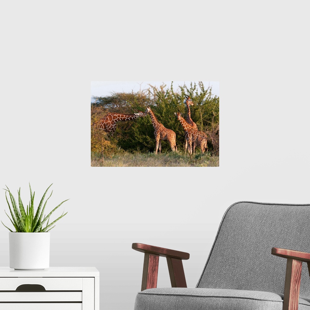 A modern room featuring Masai giraffe, Samburu National Reserve, Kenya, East Africa, Africa
