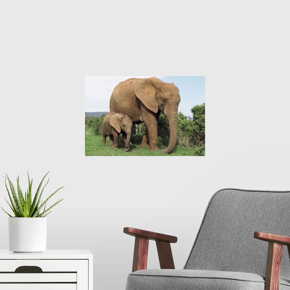 A modern room featuring Mother and calf elephant Addo National Park, South Africa