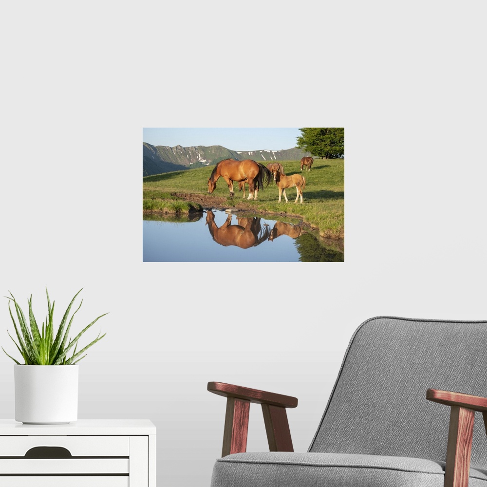 A modern room featuring Mother horse (mare) with her foal reflected in a small lake, Emilia Romagna, Italy, Europe
