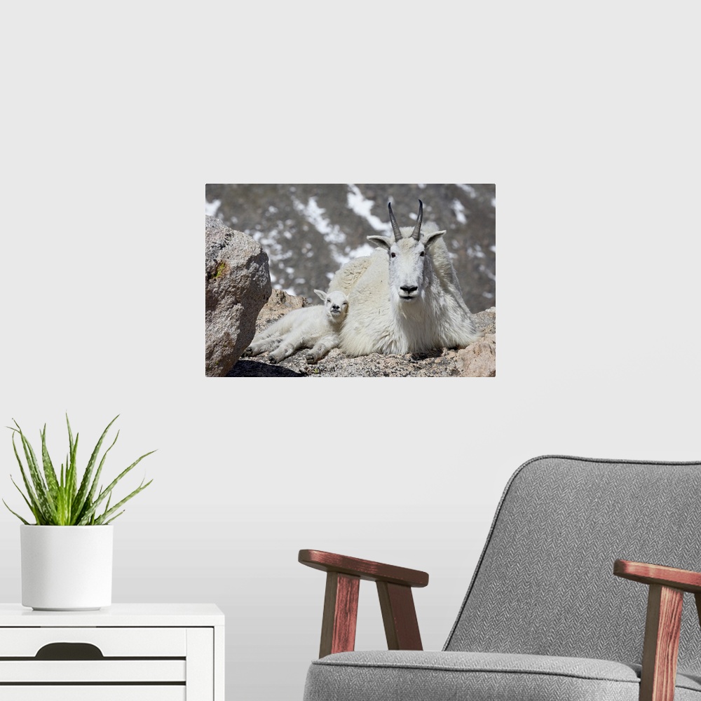 A modern room featuring Mountain goat (Oreamnos americanus) nanny and kid, Mount Evans, Colorado