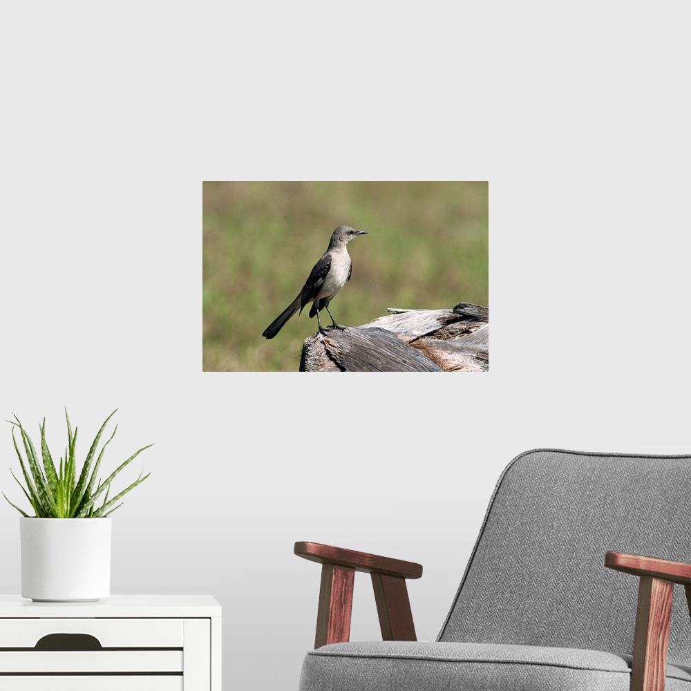 A modern room featuring Northern mockingbird, South Florida, USA