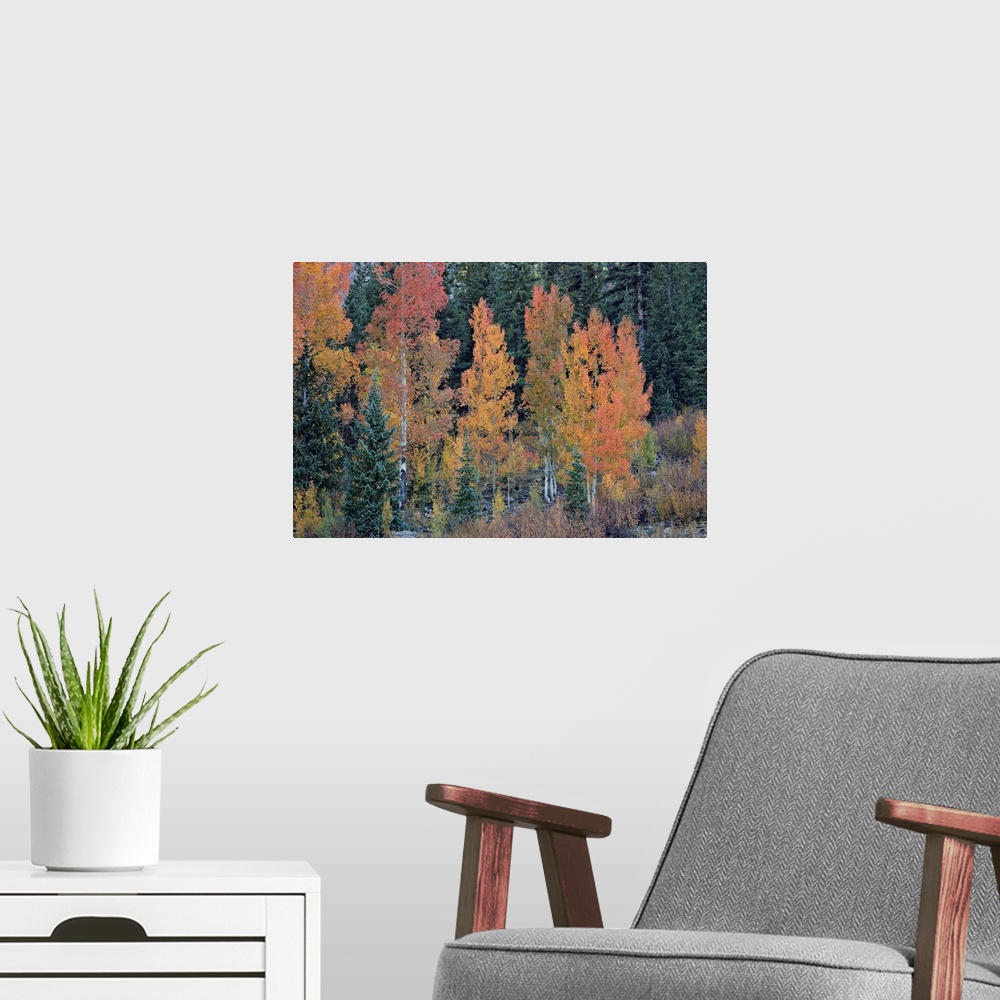 A modern room featuring Orange aspens in the fall, San Juan National Forest, Colorado, USA