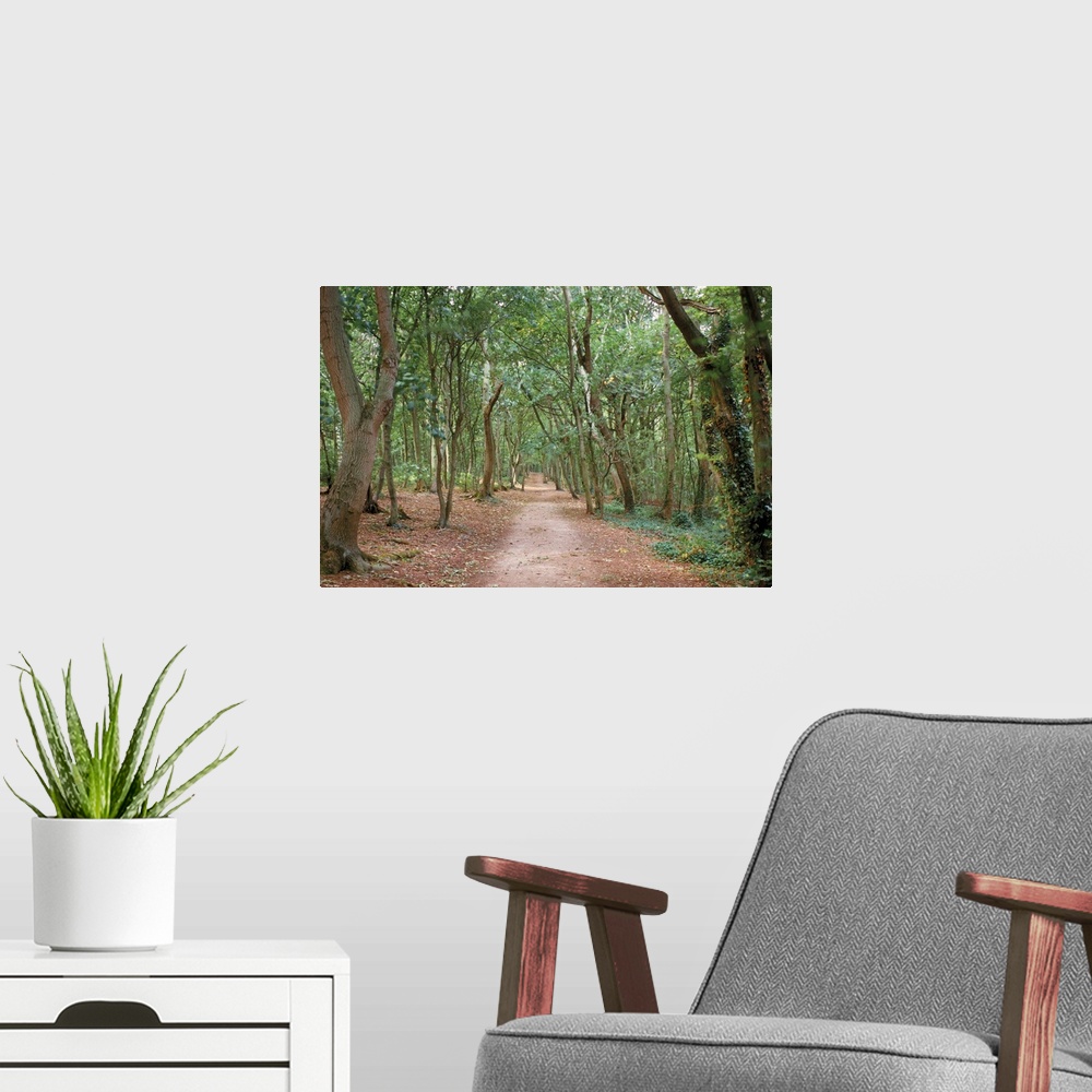 A modern room featuring Path through the forest in summer, Avon, England, United Kingdom, Europe