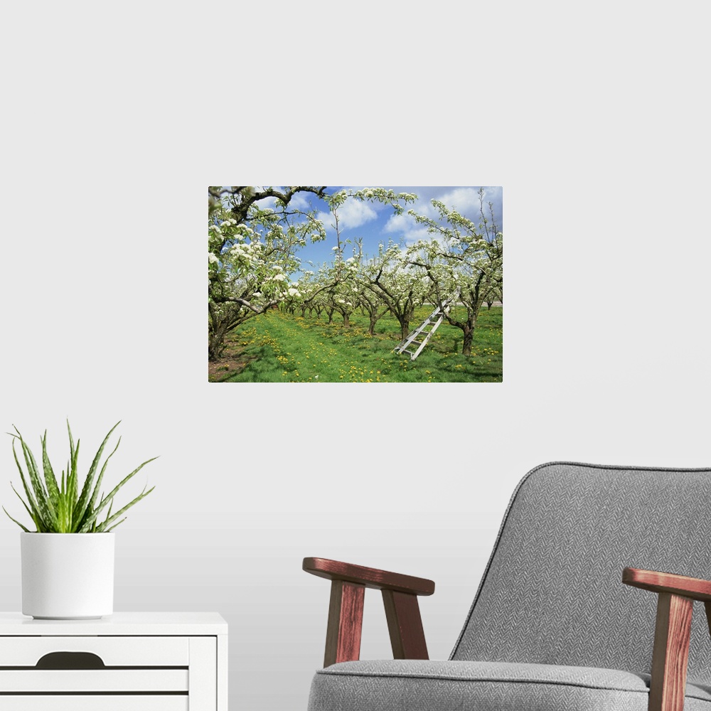 A modern room featuring Pear blossom in orchard, Holt Fleet, Worcestershire, England, United Kingdom, Europe