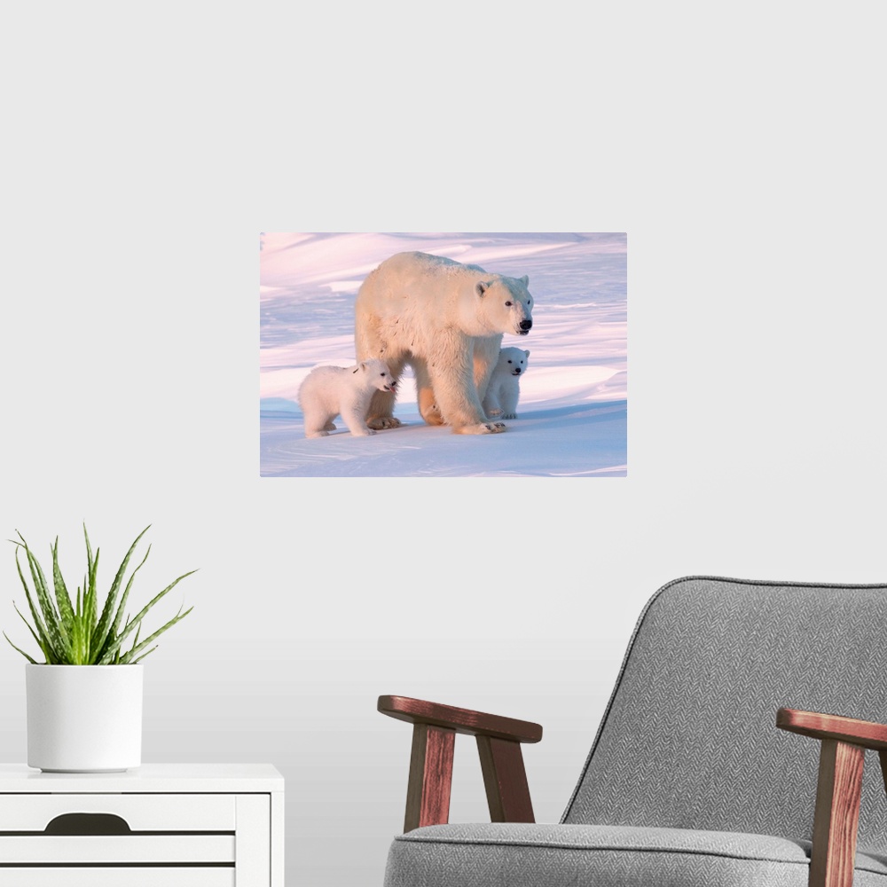 A modern room featuring Polar bear and cubs, Wapusk National Park, Manitoba, Canada