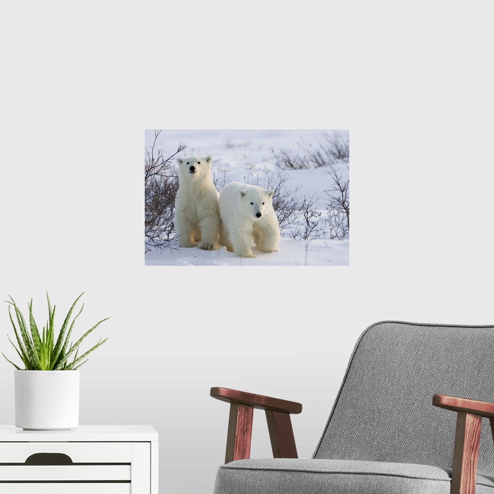 A modern room featuring Polar bear cubs Churchill, Hudson Bay, Manitoba, Canada