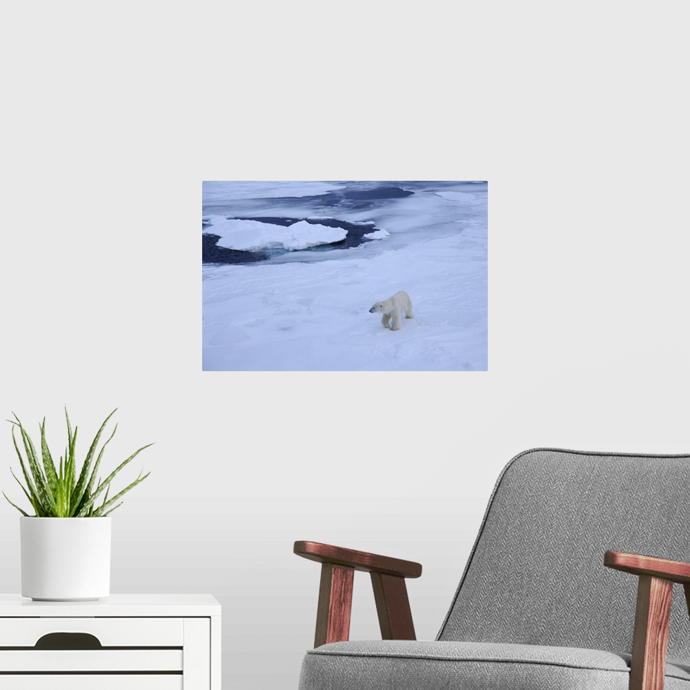 A modern room featuring Polar bear on pack ice north of Spitsbergen, Norway, Scandinavia, Polar Regions