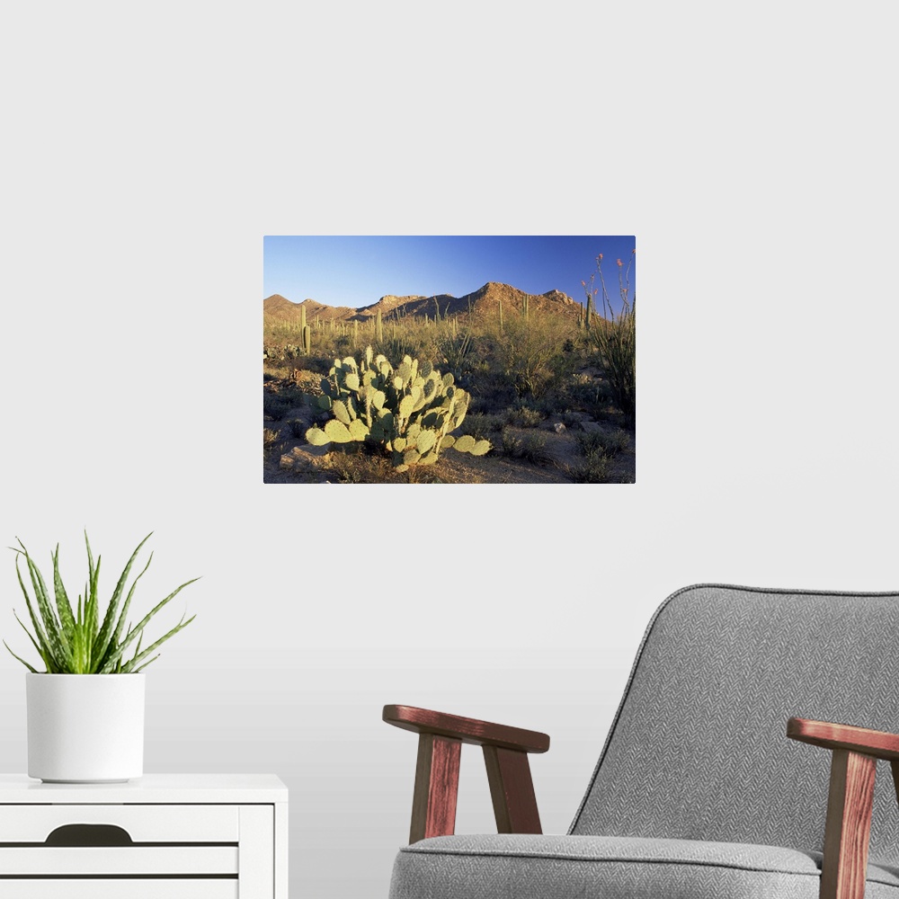 A modern room featuring Prickly pear cactus at sunset, Saguaro National Park, Tucson, Arizona