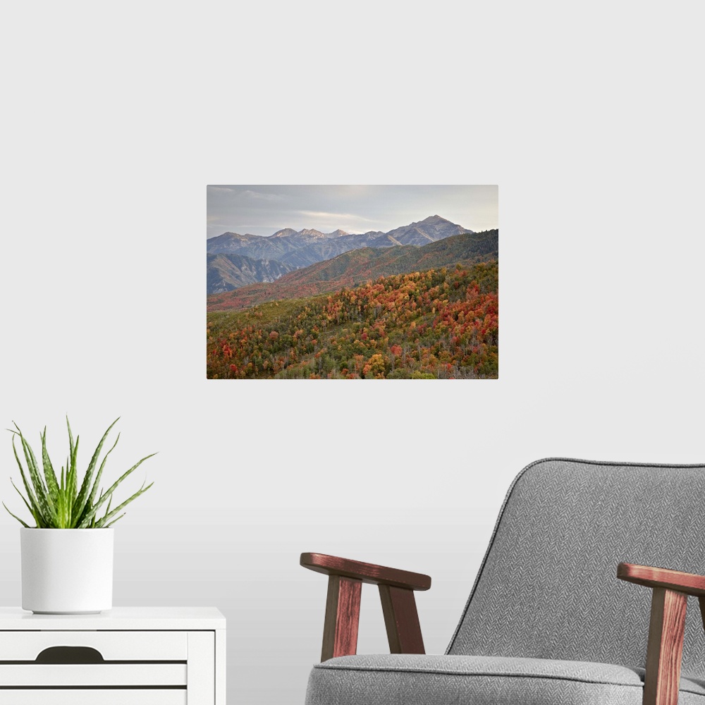 A modern room featuring Red and orange fall colors in the Wasatch Mountains, Uinta National Forest, Utah