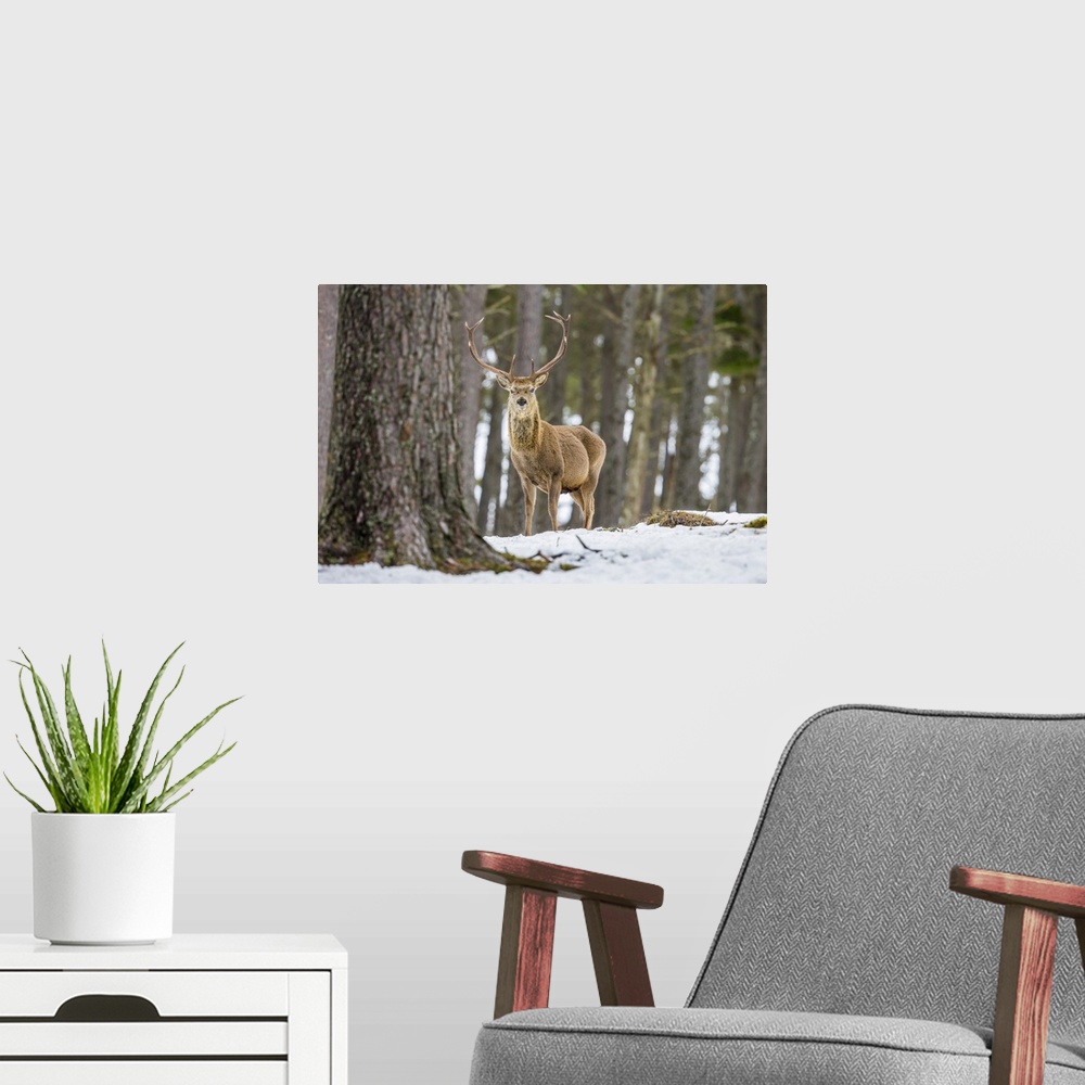 A modern room featuring Red deer stag (Cervus elaphus), Scottish Highlands, Scotland, United Kingdom, Europe