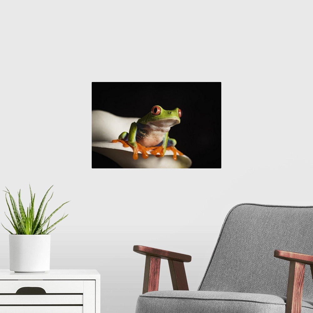 A modern room featuring Red eyed tree frog, captive