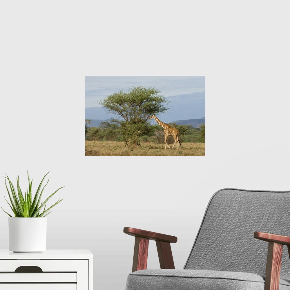 A modern room featuring Reticulated giraffe, Meru National Park, Kenya, East Africa, Africa