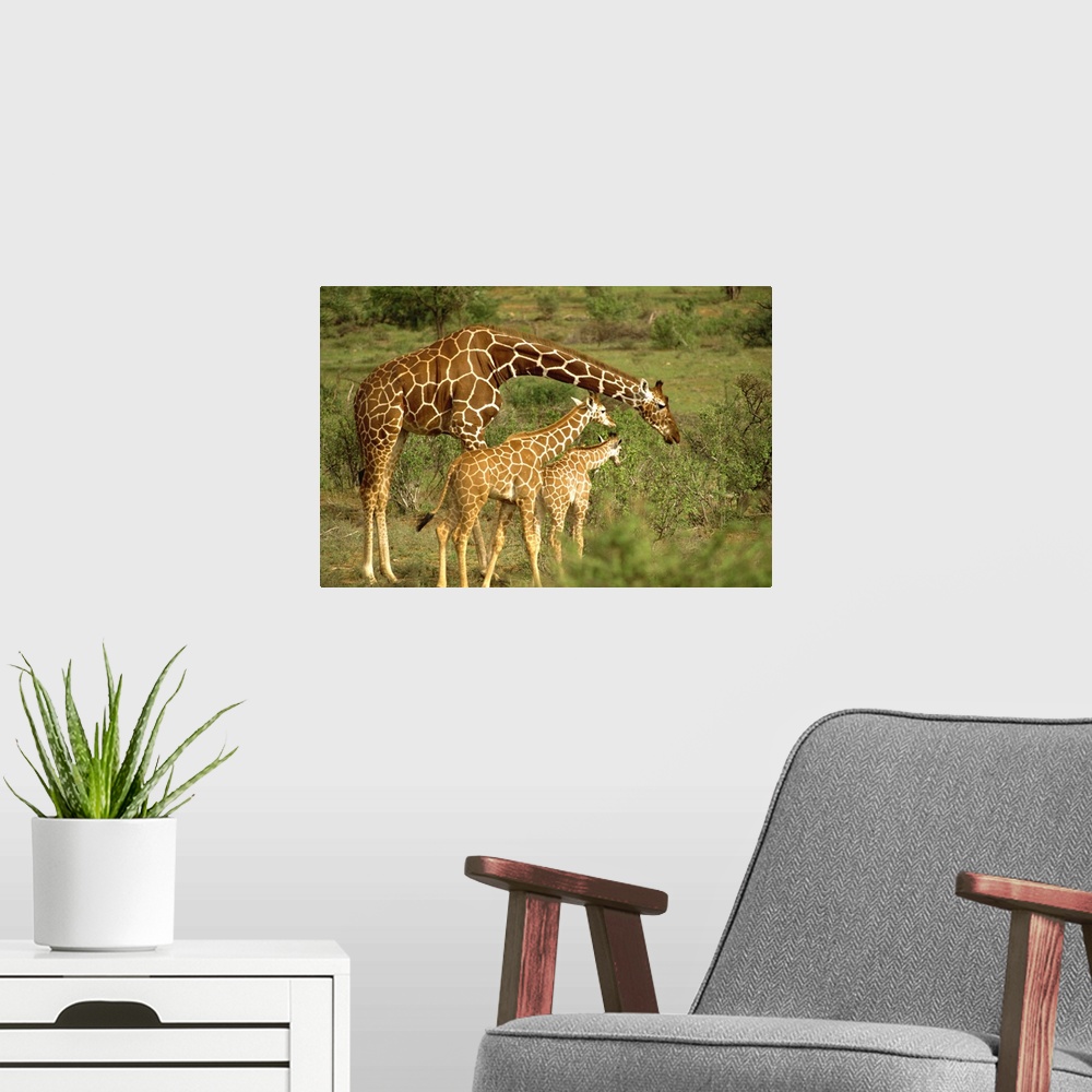 A modern room featuring Reticulated giraffe, Samburu, Kenya, East Africa, Africa