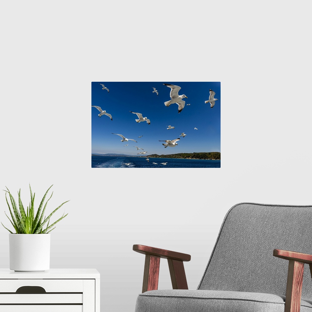 A modern room featuring Seagulls (Laridae) flying behind a tourist boat, Mount Athos, Central Macedonia, Greece, Europe