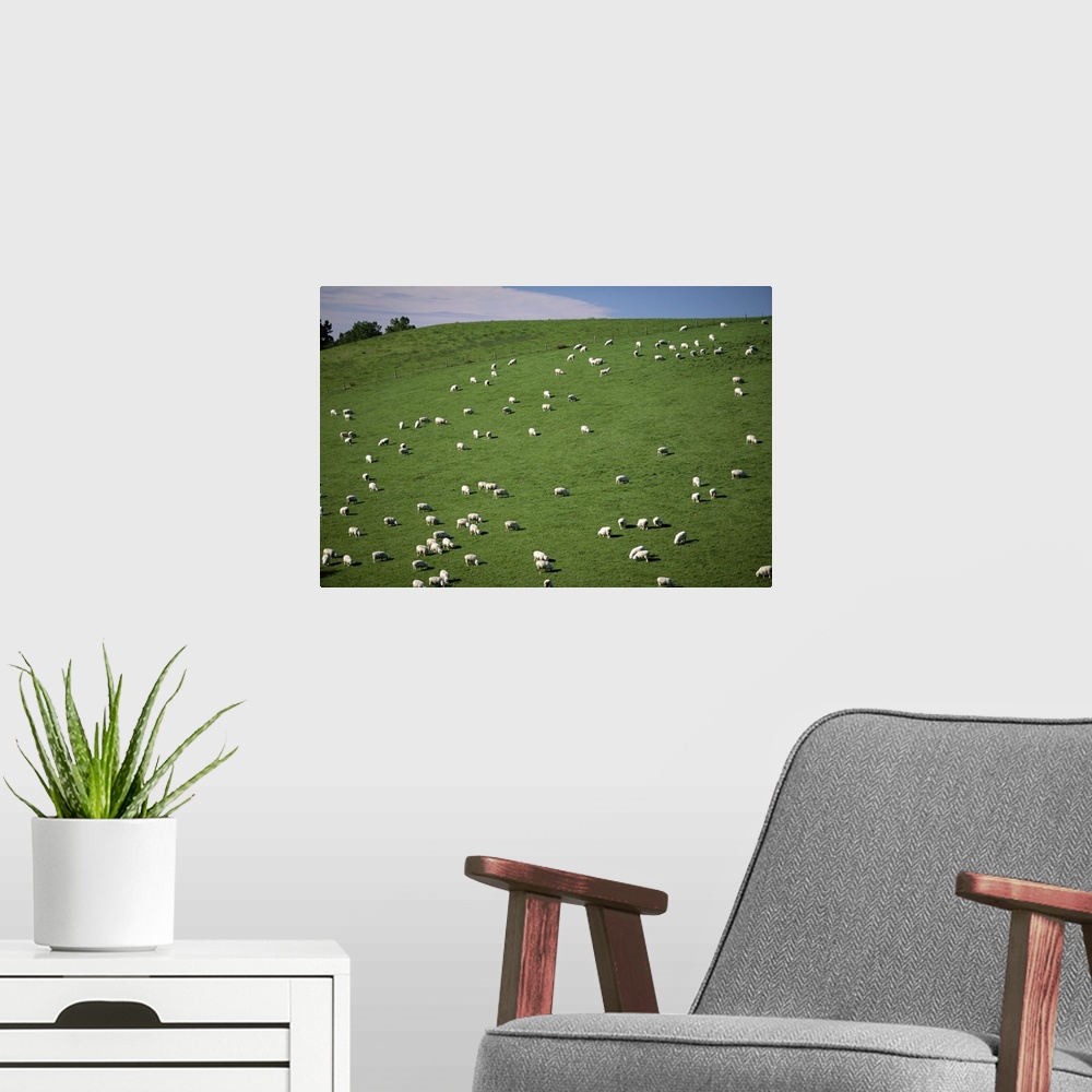 A modern room featuring Sheep grazing on downs, Canterbury, South Island, New Zealand