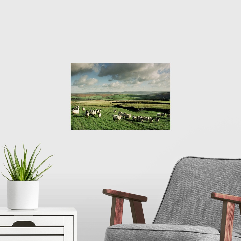A modern room featuring Sheep on Abney Moor, Peak District National Park, England, UK