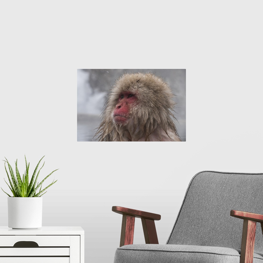 A modern room featuring Snow Monkey looking out, Honshu, Japan, Asia