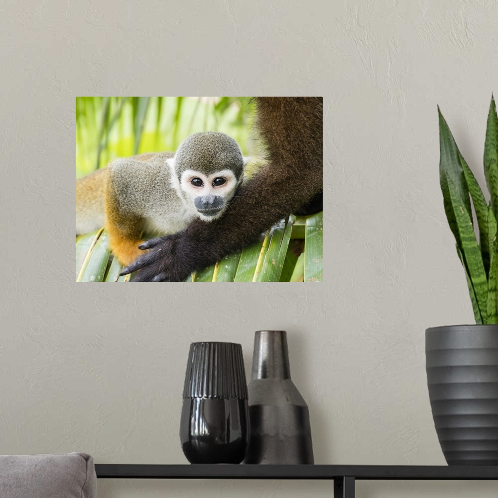 A modern room featuring Adult common squirrel monkey (Saimiri sciureus), in San Francisco Village, Amazon Basin, Loreto, ...