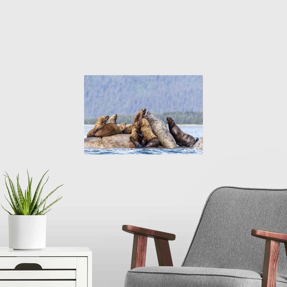 A modern room featuring Steller sea lions (Eumetopias jubatus), haul out site, South Marble Islands, Glacier Bay National...