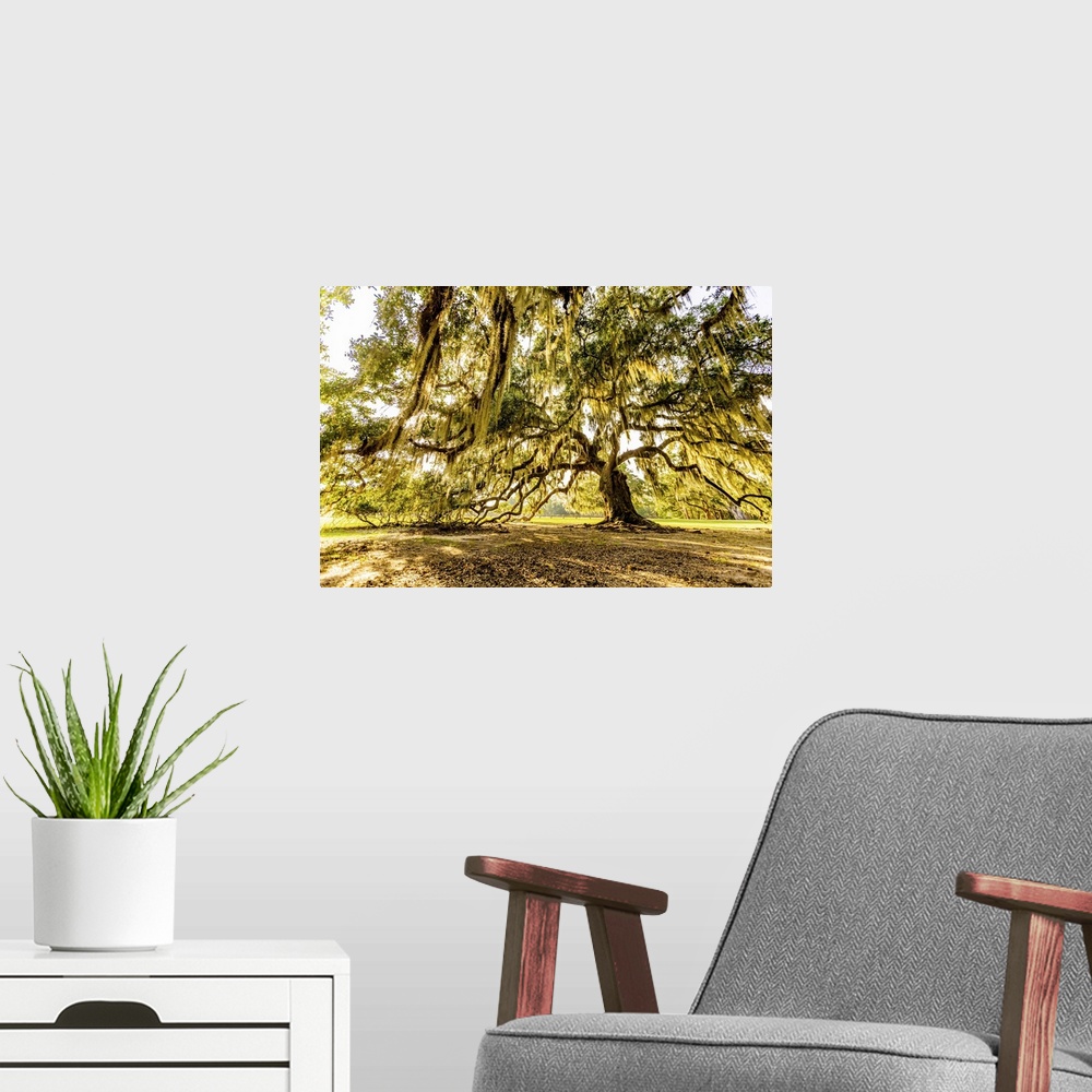 A modern room featuring The Tree of Life in Audubon Park, New Orleans, Louisiana, United States of America, North America