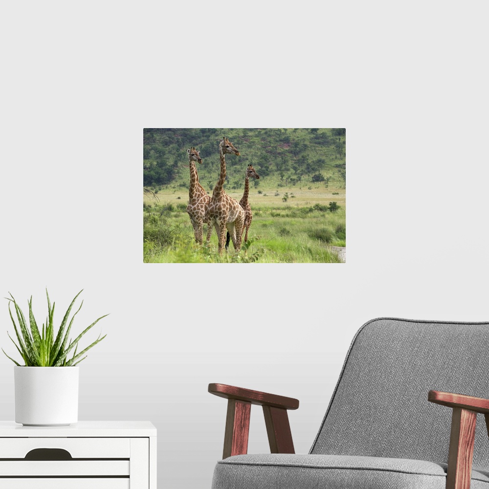 A modern room featuring Three giraffes, Pilanesberg Game Reserve, North West Province, South Africa