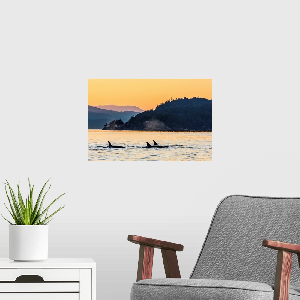A modern room featuring Transient killer whales surfacing at sunset, British Columbia, Canada