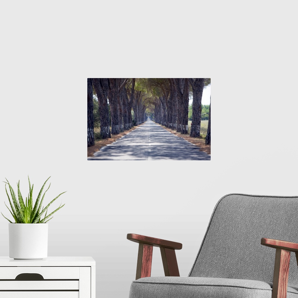 A modern room featuring Tree-lined road, Maremma, Tuscany, Italy, Europe