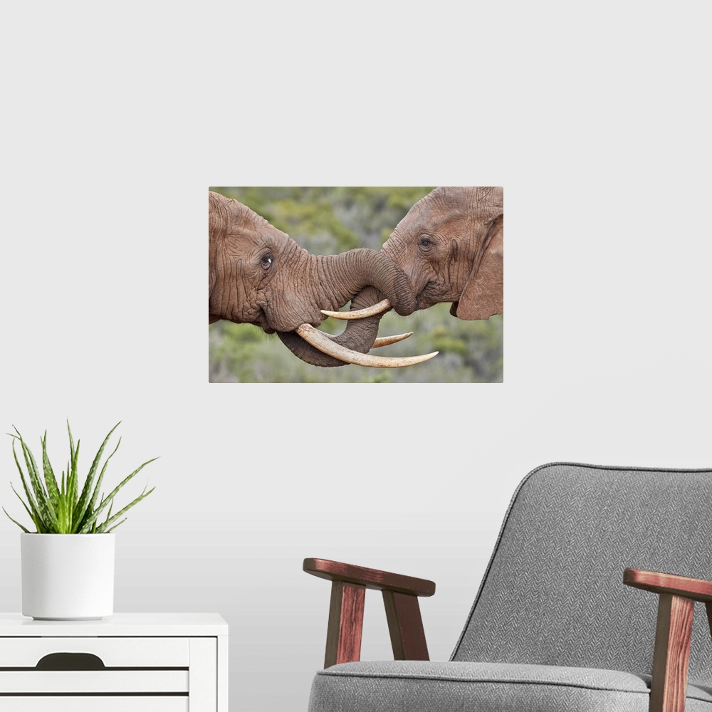 A modern room featuring Two African Elephant (Loxodonta africana) greeting each other, Addo Elephant National Park, South...