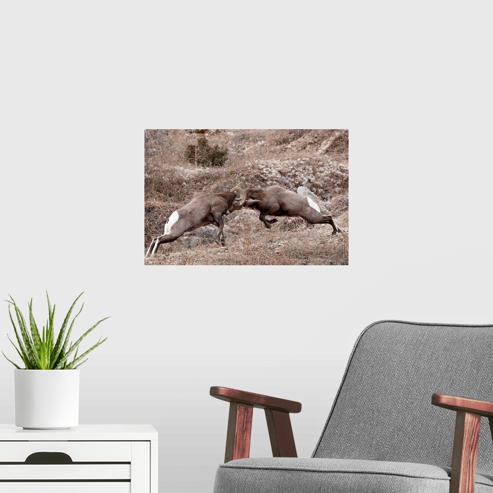 A modern room featuring Two bighorn sheep rams head butting, Clear Creek County, Colorado