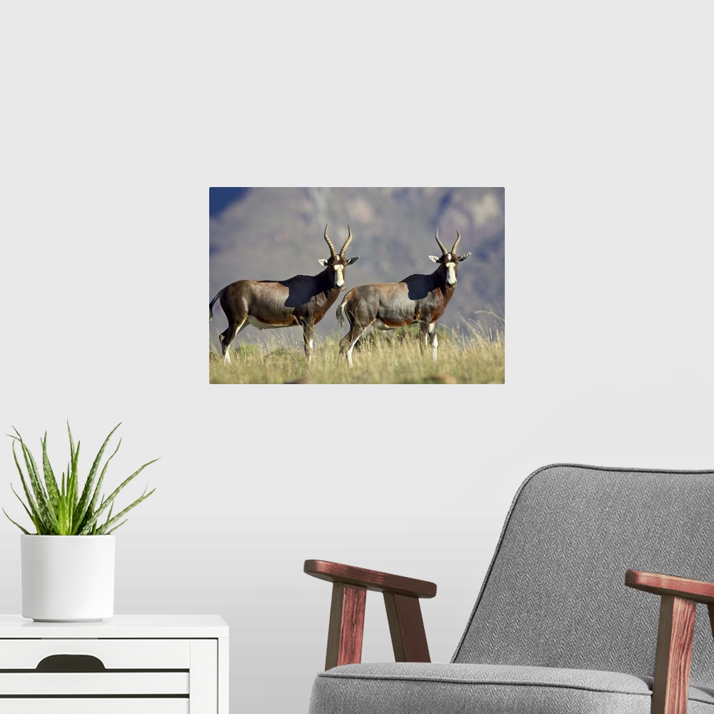 A modern room featuring Two blesbok (Damaliscus pygargus phillipsi), Mountain Zebra National Park