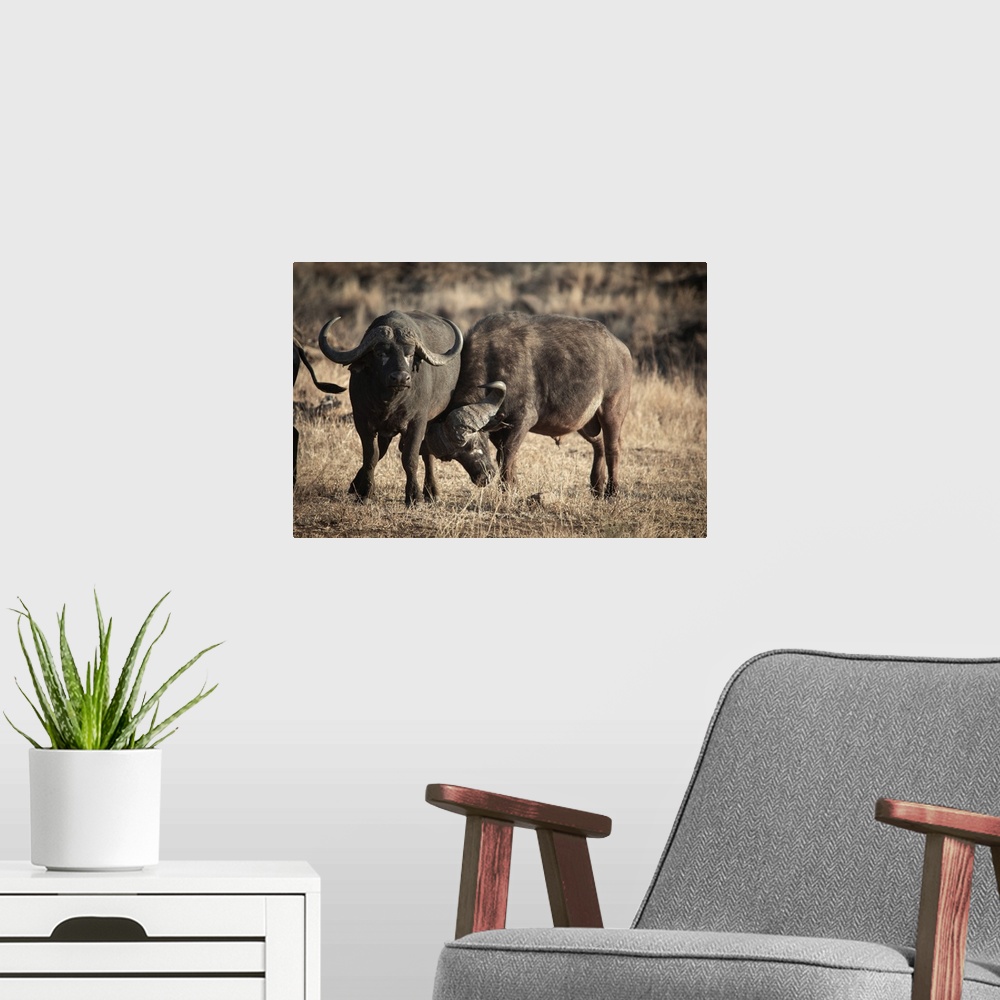 A modern room featuring Two buffalos in Kruger Park, South Africa, Africa