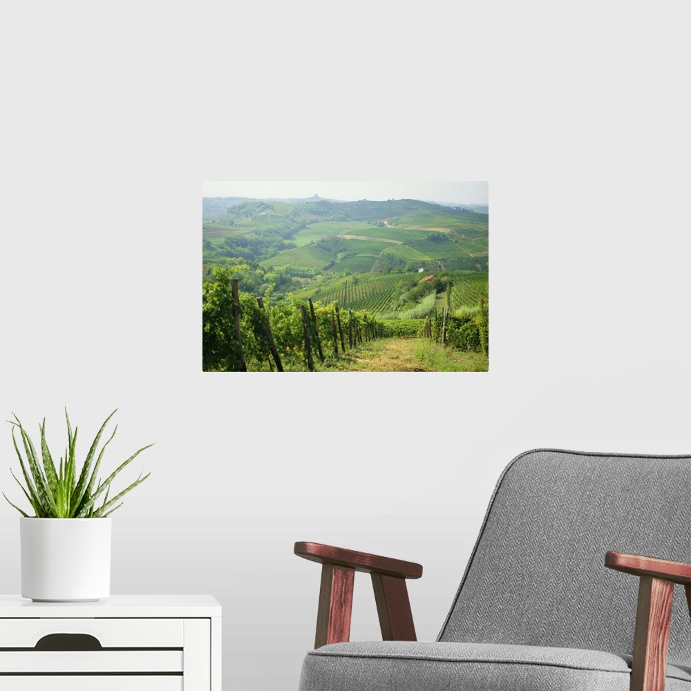A modern room featuring Typical landscape of vines in the Colli Piacentini, Piacenza, Emilia Romagna, Italy
