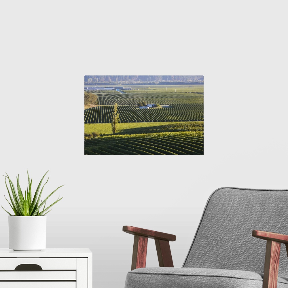 A modern room featuring View over typical vineyards in the Wairau Valley, early morning, Renwick, near Blenheim, Marlboro...
