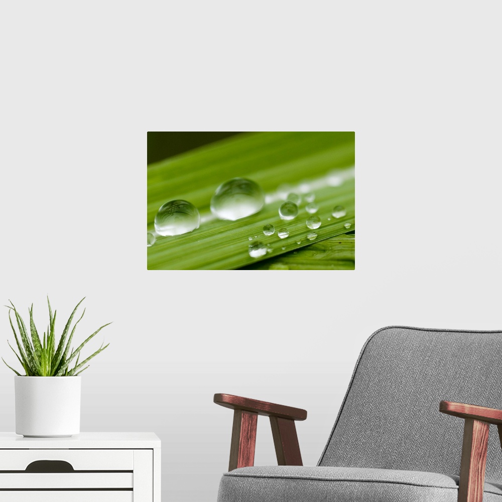 A modern room featuring Water droplets on grass, Dali, Yunnan, China, Asia