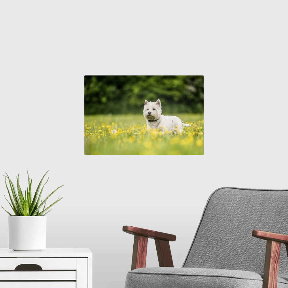A modern room featuring West Highland Terrier standing in a field of yellow flowers, United Kingdom, Europe