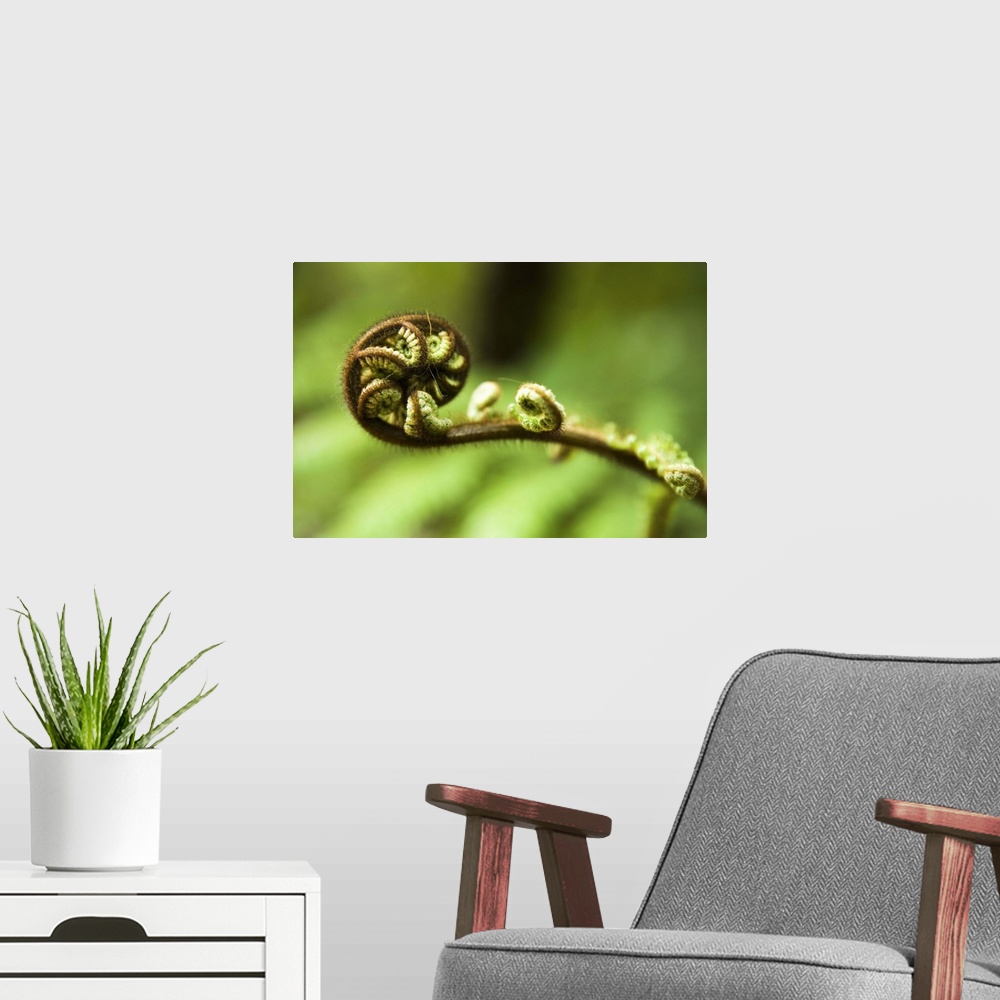 A modern room featuring Young frond of fern unfurling
