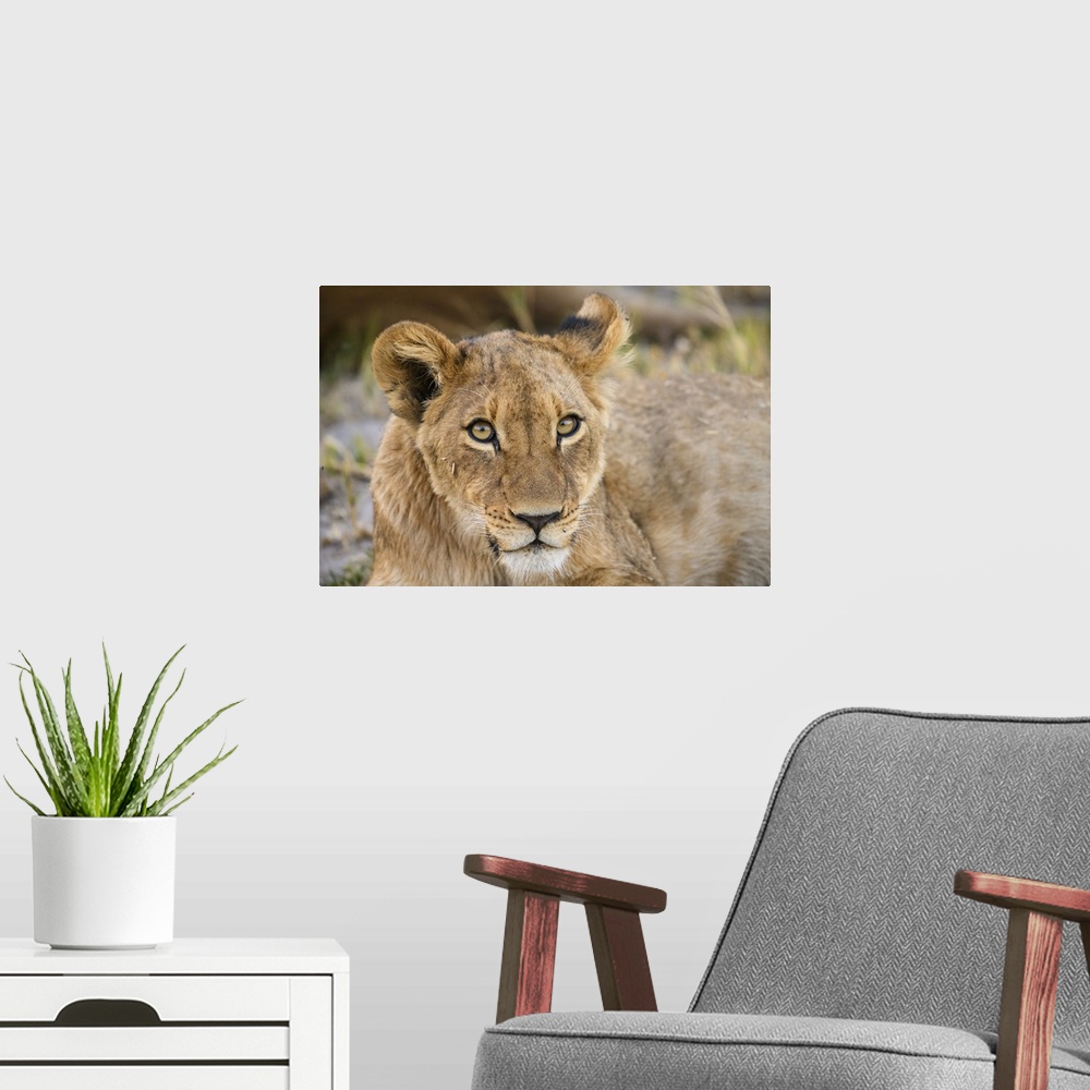 A modern room featuring Young Lion cub (Panthera leo), about 6 months old, Khwai Private Reserve, Okavango Delta, Botswan...