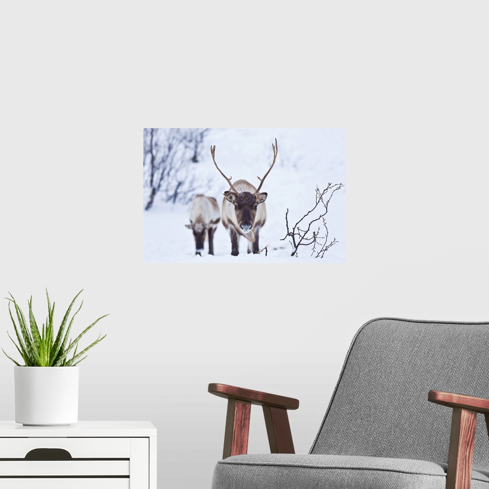 A modern room featuring Young reindeer (Rangifer tarandus) grazing, Kvaloya Island, Troms, North Norway, Scandinavia, Europe
