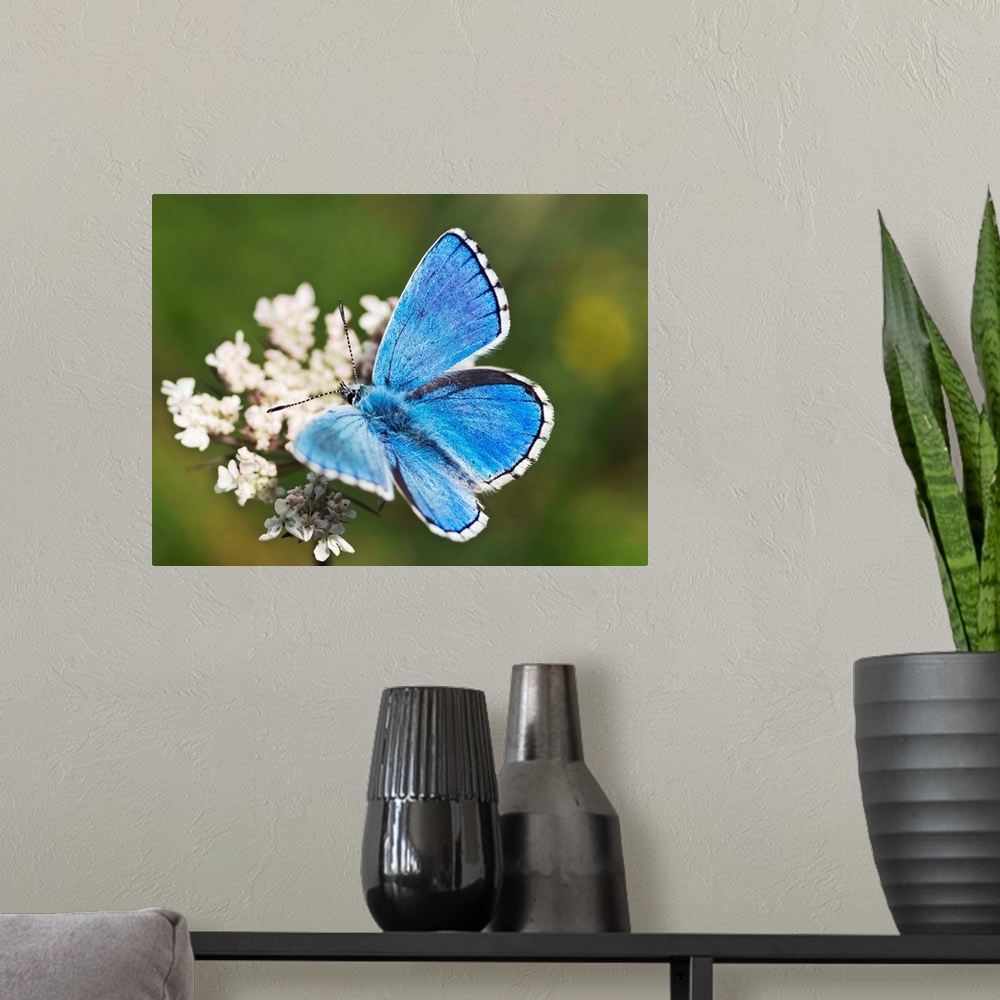 A modern room featuring Adonis blue butterfly. Male adonis blue butterfly (Lysandra bellargus) feeding on nectar from a s...