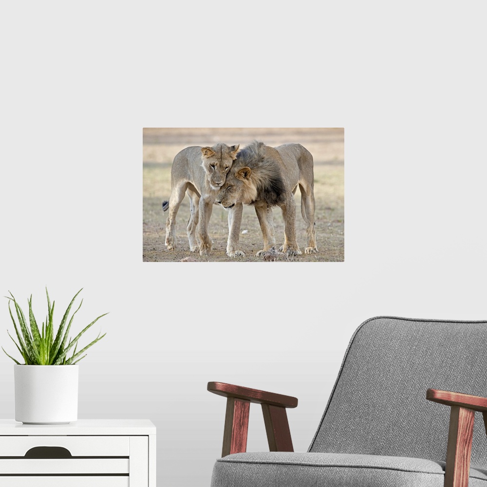 A modern room featuring The image shows a juvenile male African Lion (Panthera Leo), without a mane, greeting a young mal...
