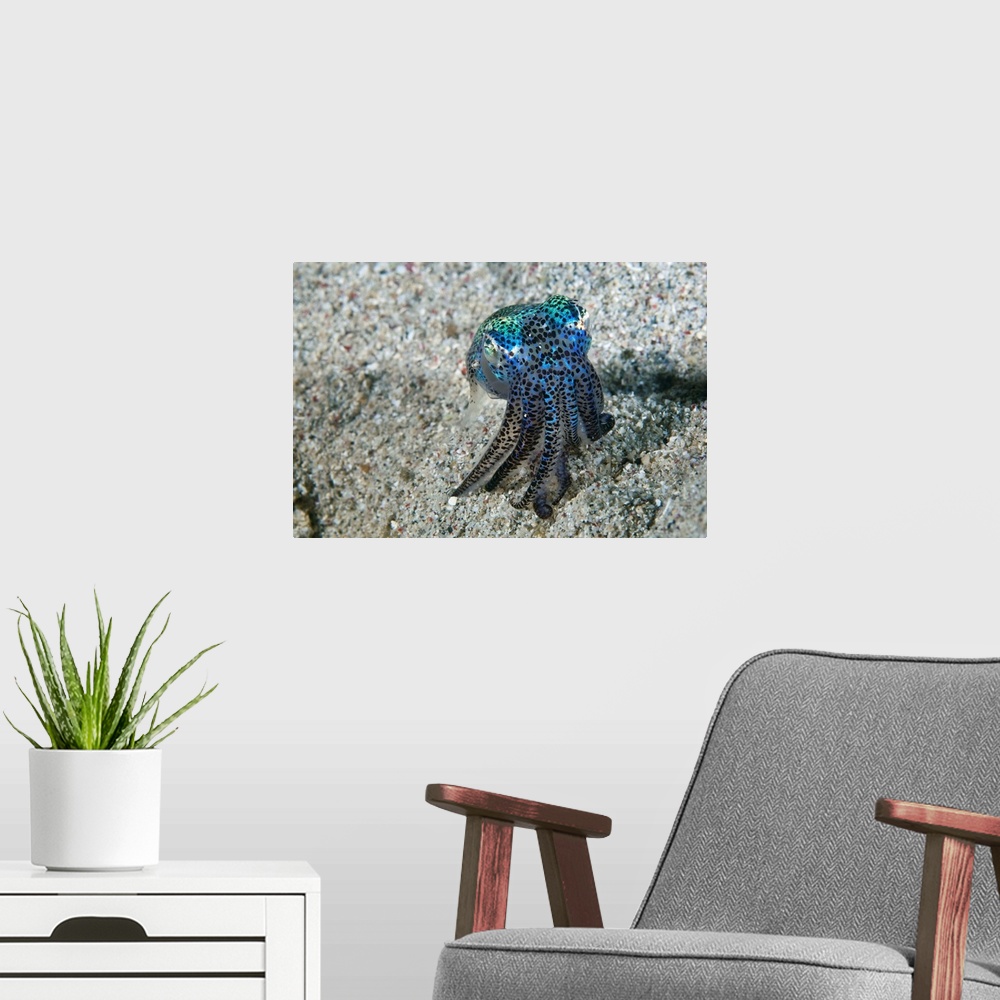 A modern room featuring Bobtail squid (order Sepiolida) on the seabed. Like all squid, bobtail squid have small sacs of p...
