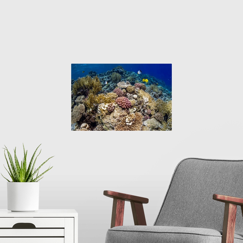 A modern room featuring Butterflyfish on a reef. Hooded butterflyfish (Chaetodon larvatus) and golden butterflyfish (Chae...