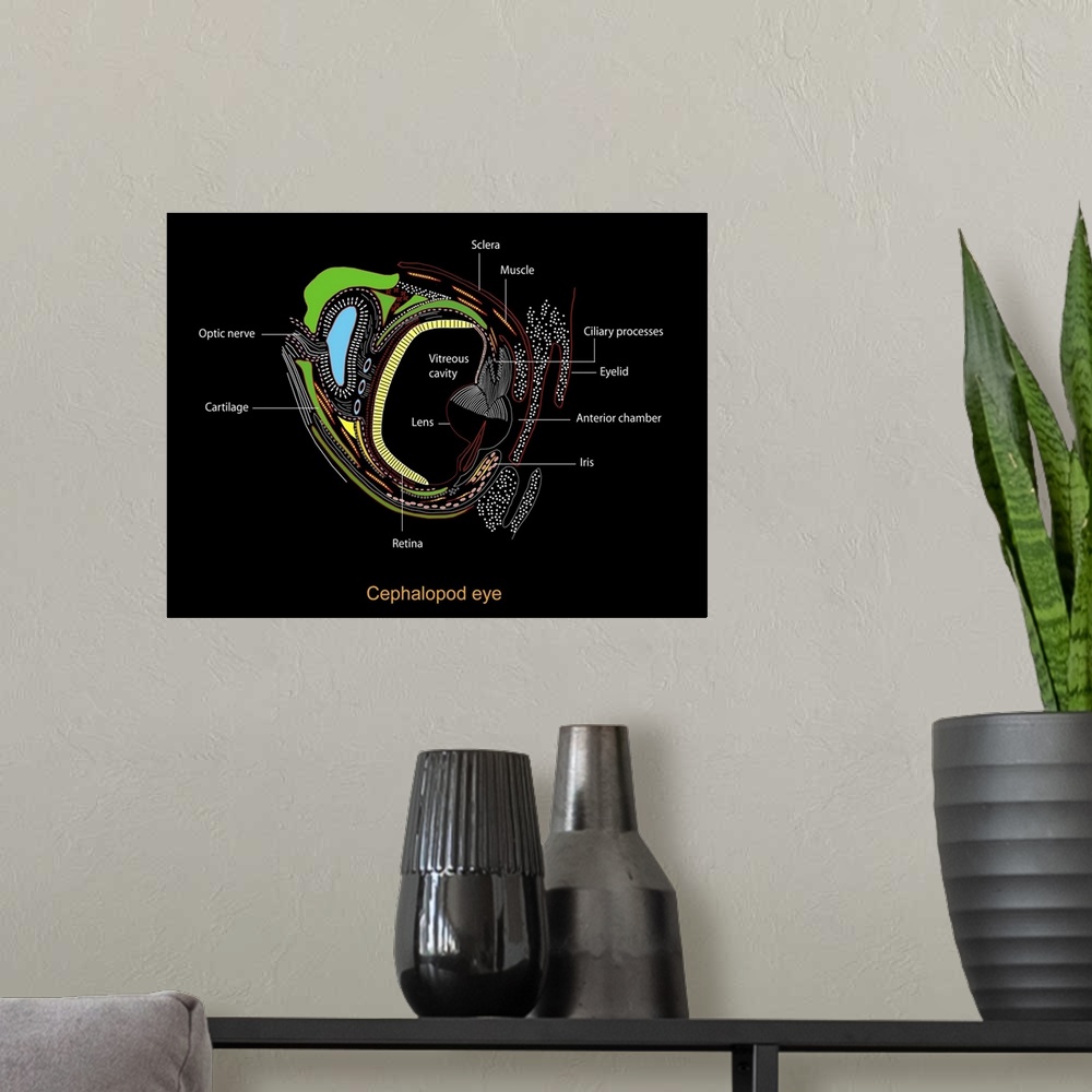 A modern room featuring Cephalopd eye. Computer artwork showing a cross-section through the eye of a cephalopod. The ceph...