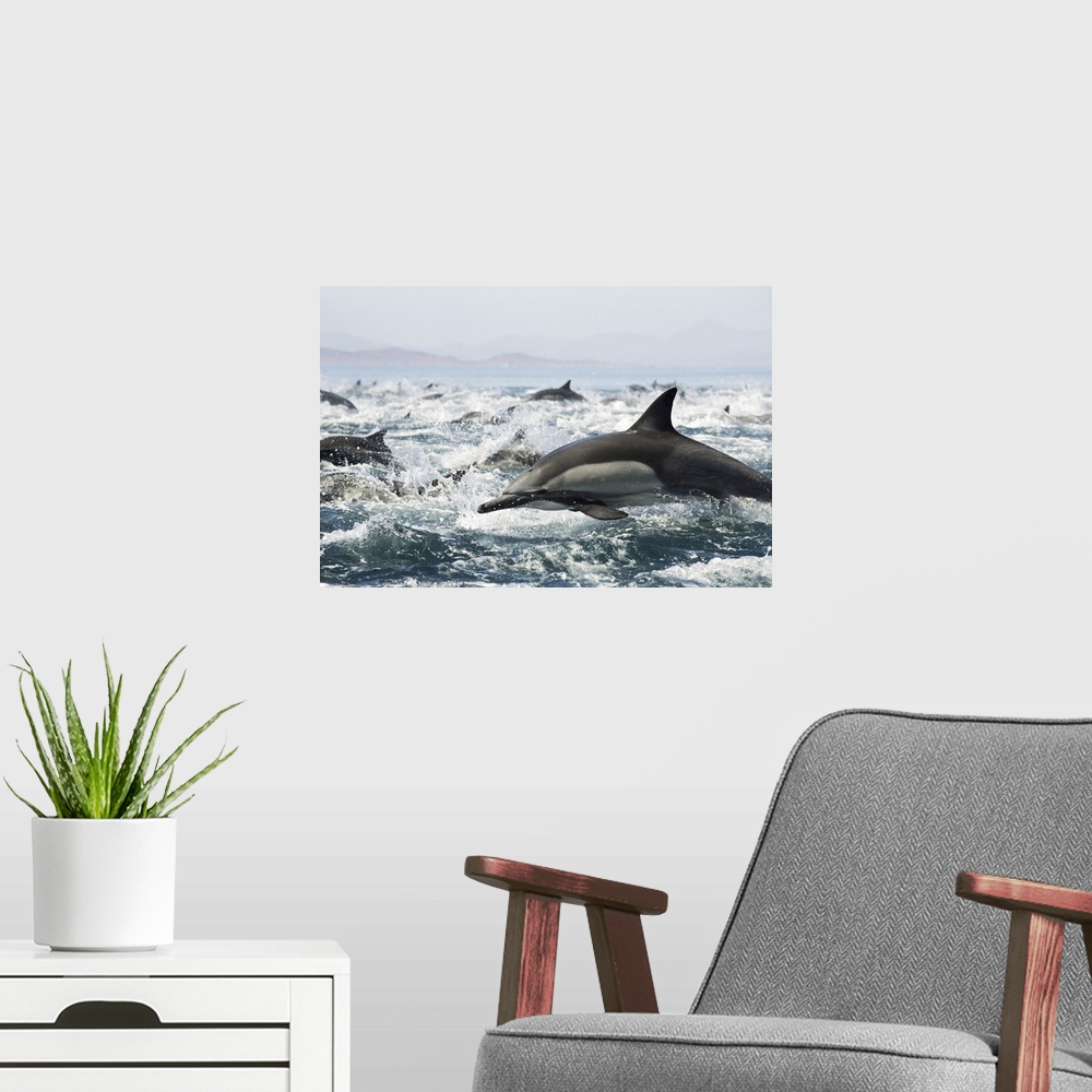 A modern room featuring Common dolphins (Delphinus delphis) fleeing an attack from killer whales.