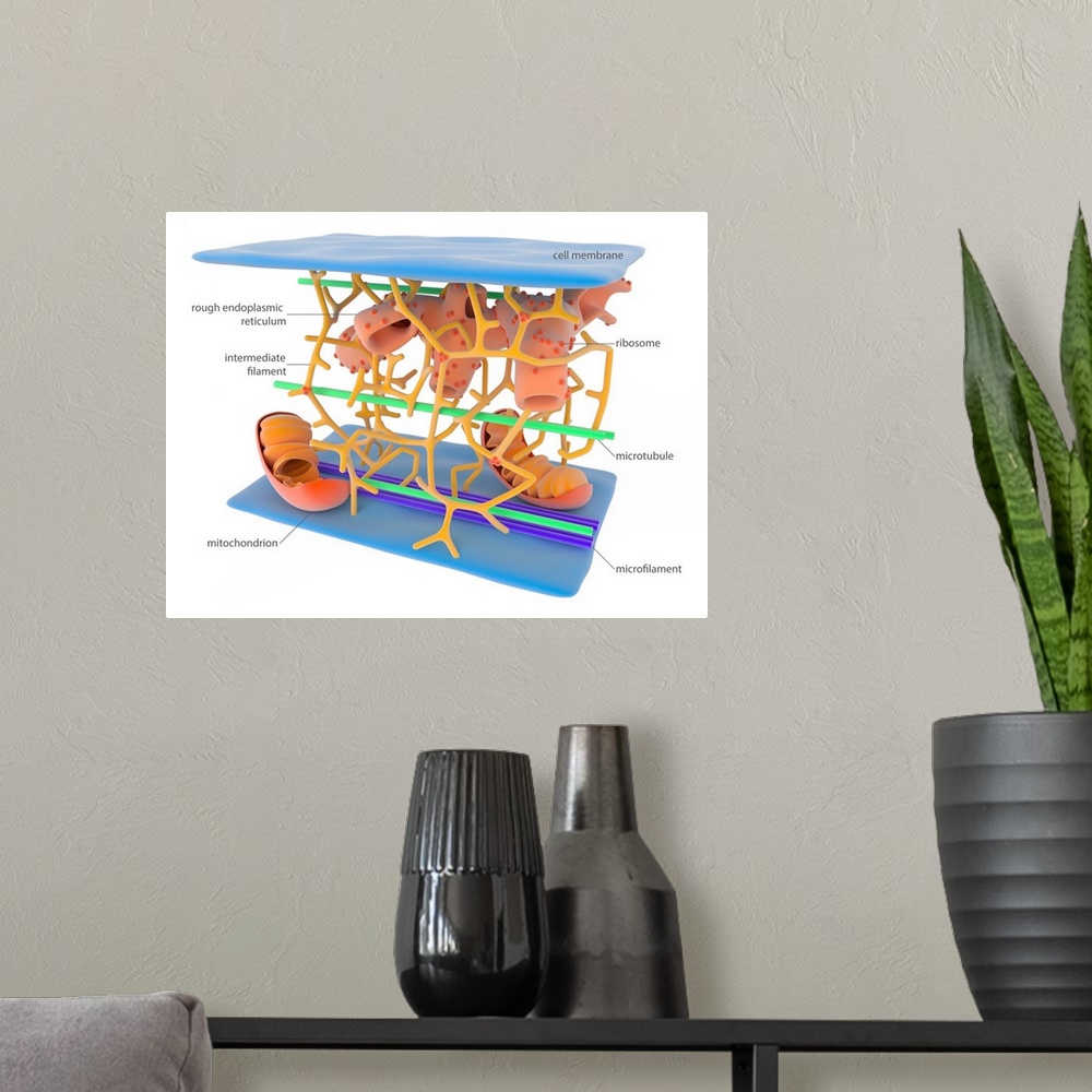 A modern room featuring Cytoskeleton. Illustration showing the main elements of the cytoskeleton, the internal support an...